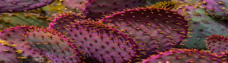 Thorny Pink and purple Cactus in its natural environment in the desert. This is commonly known as Angel Wing Cactus. Scientific name is Opuntia Macrocentra.